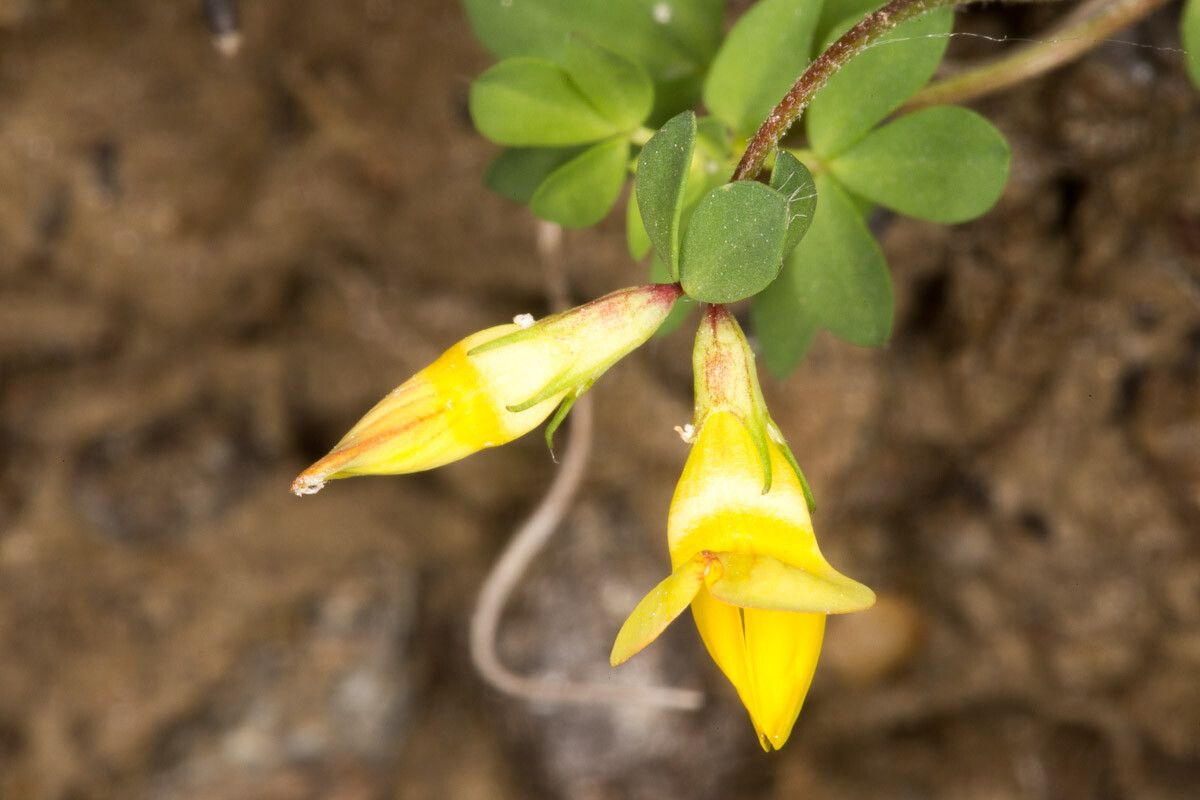 Lotus alpinus flower