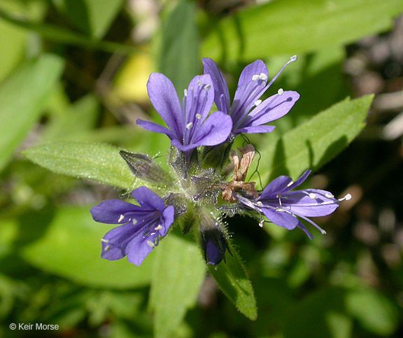 Collomia mazama flower