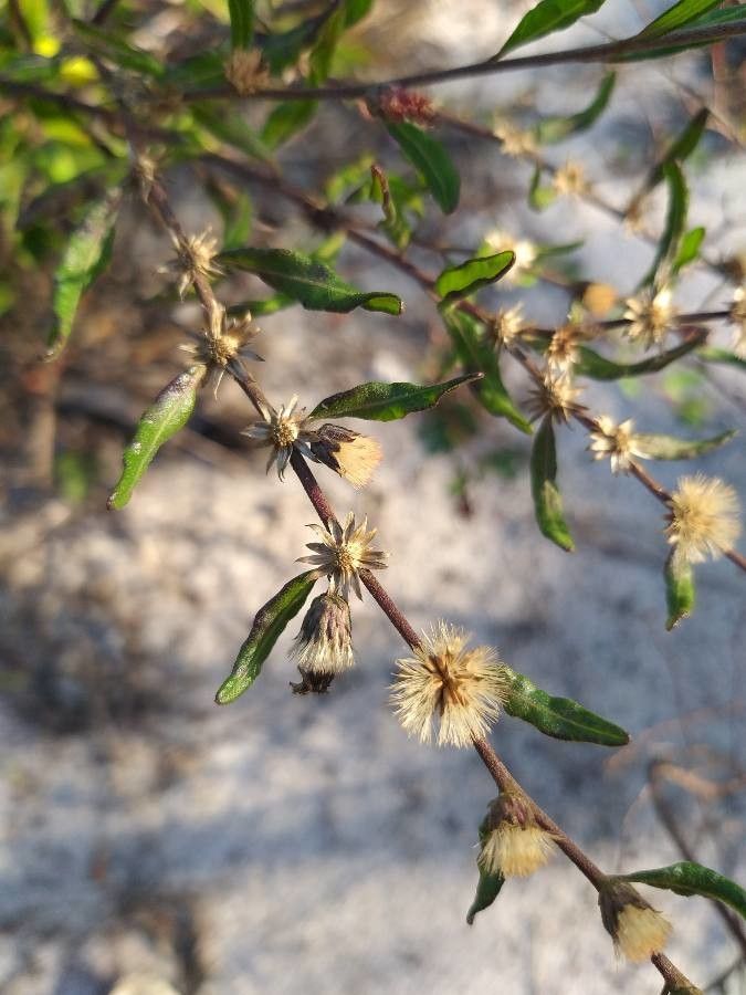 Lepidaploa araujoa fruit
