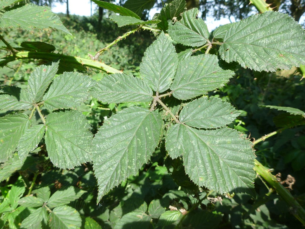 Rubus adspersus — houseplant care guide