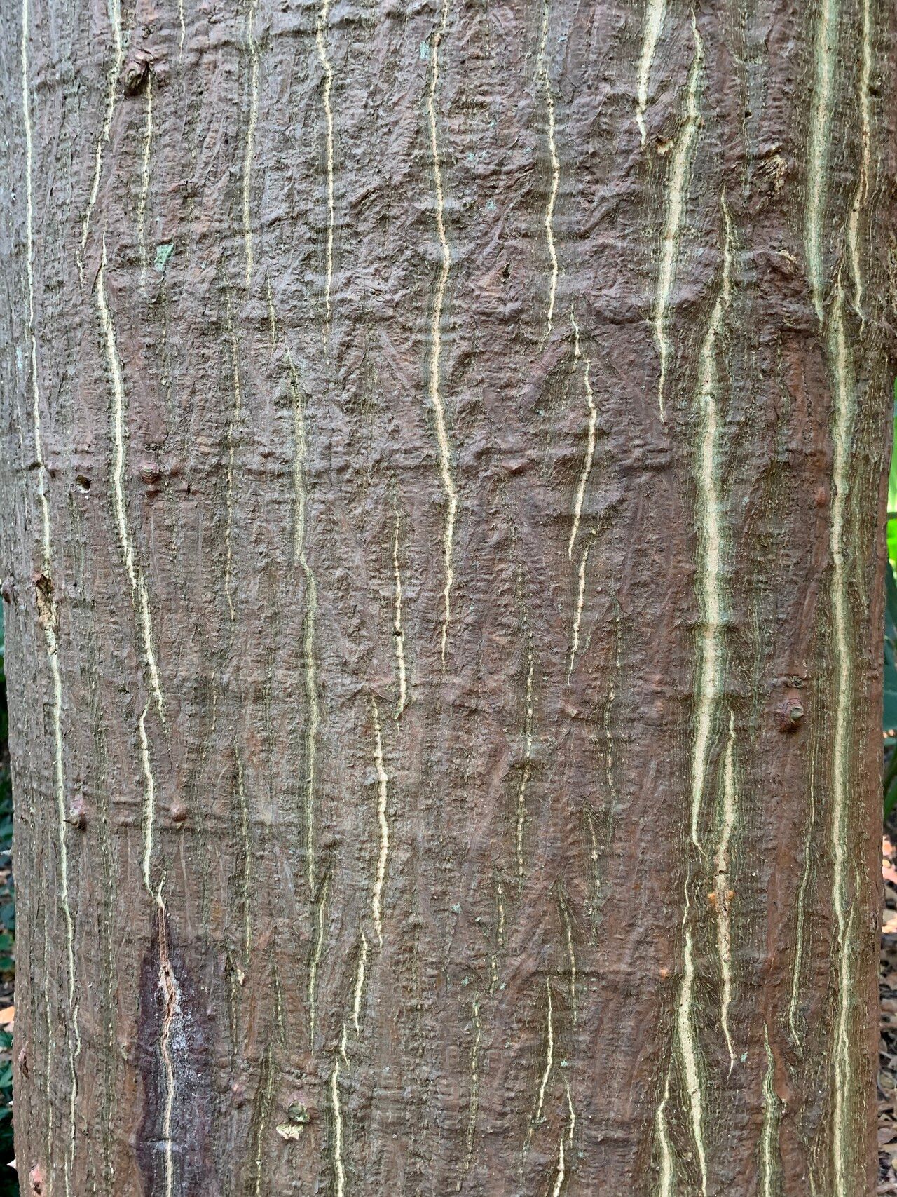 Erythrina verna — search result for 'Erythrina'