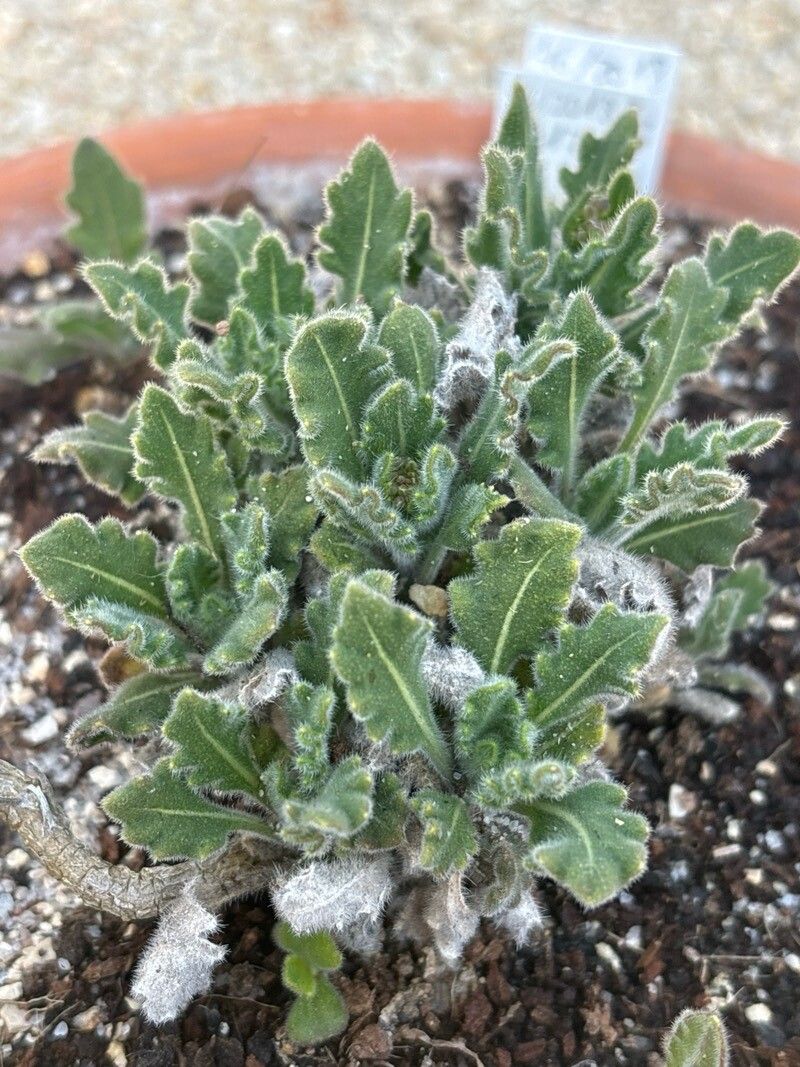 Biscutella atlantica leaf