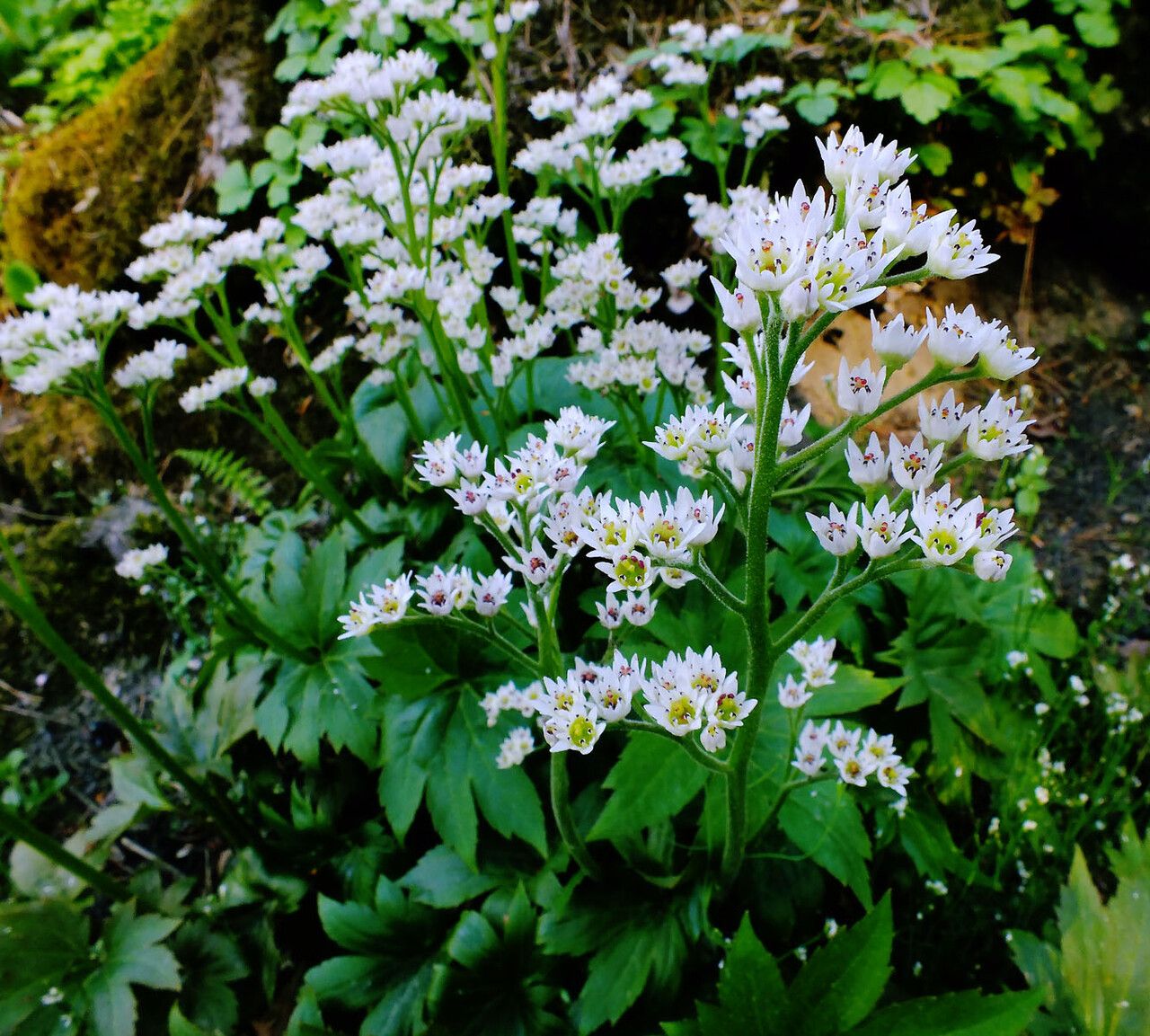 Mukdenia rossii flower