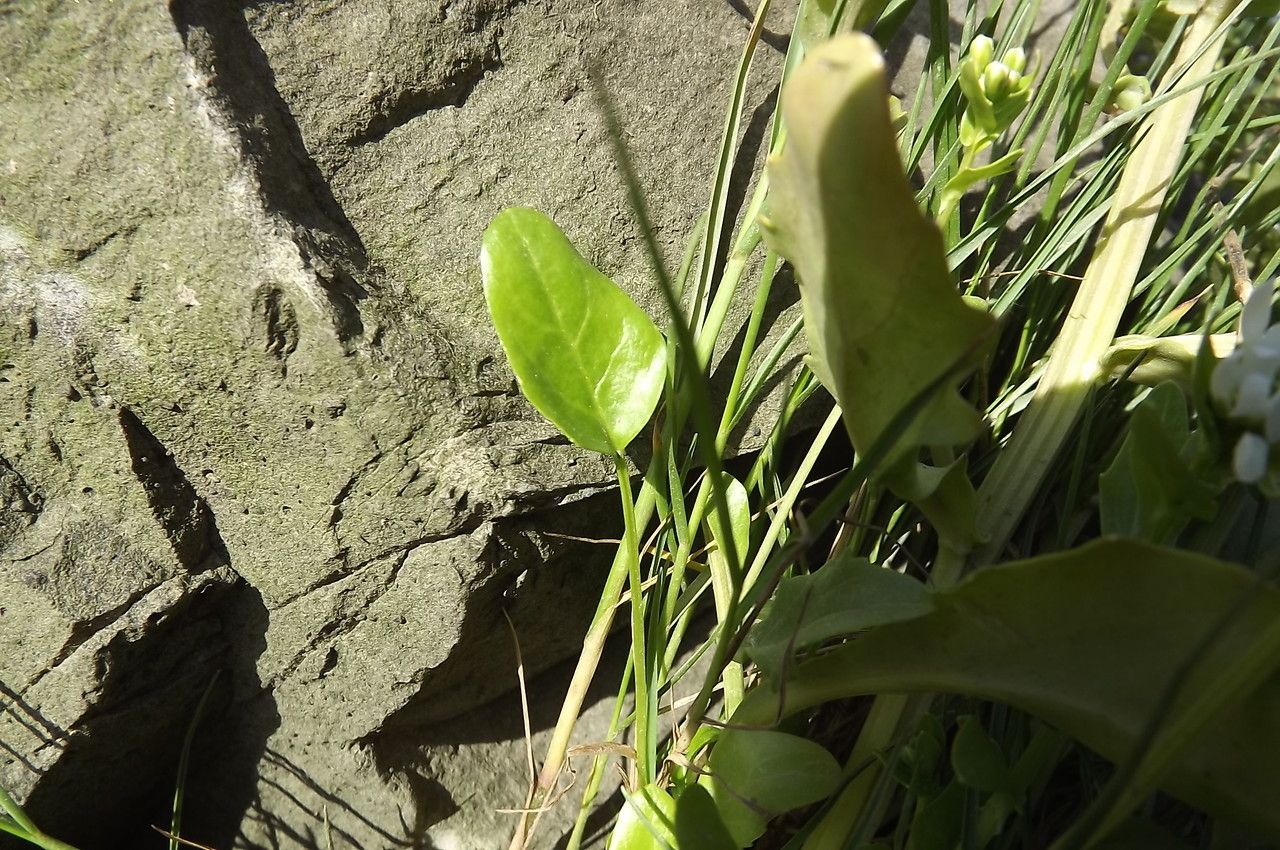 Cochlearia aestuaria leaf