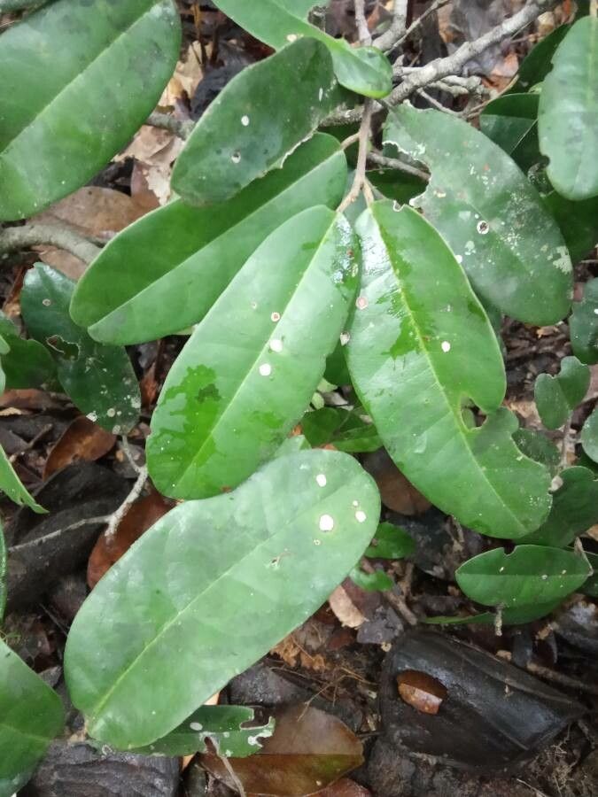 Tapura capitulifera — houseplant care guide