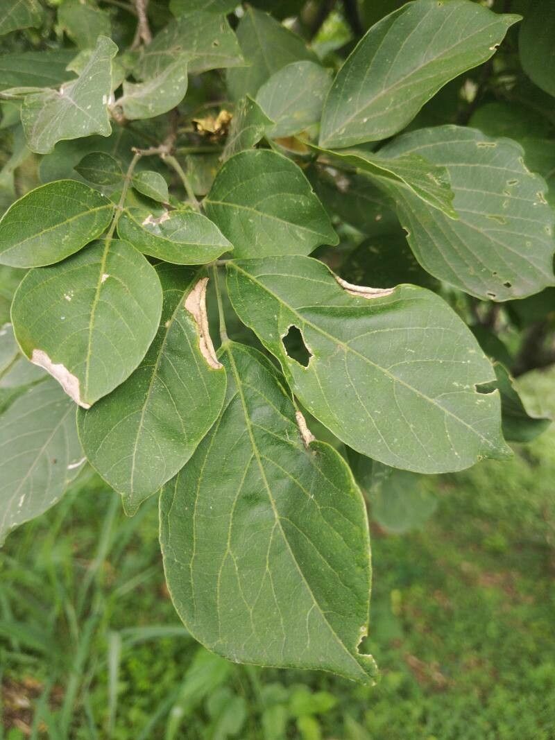 Lonchocarpus sanctuarii — houseplant care guide