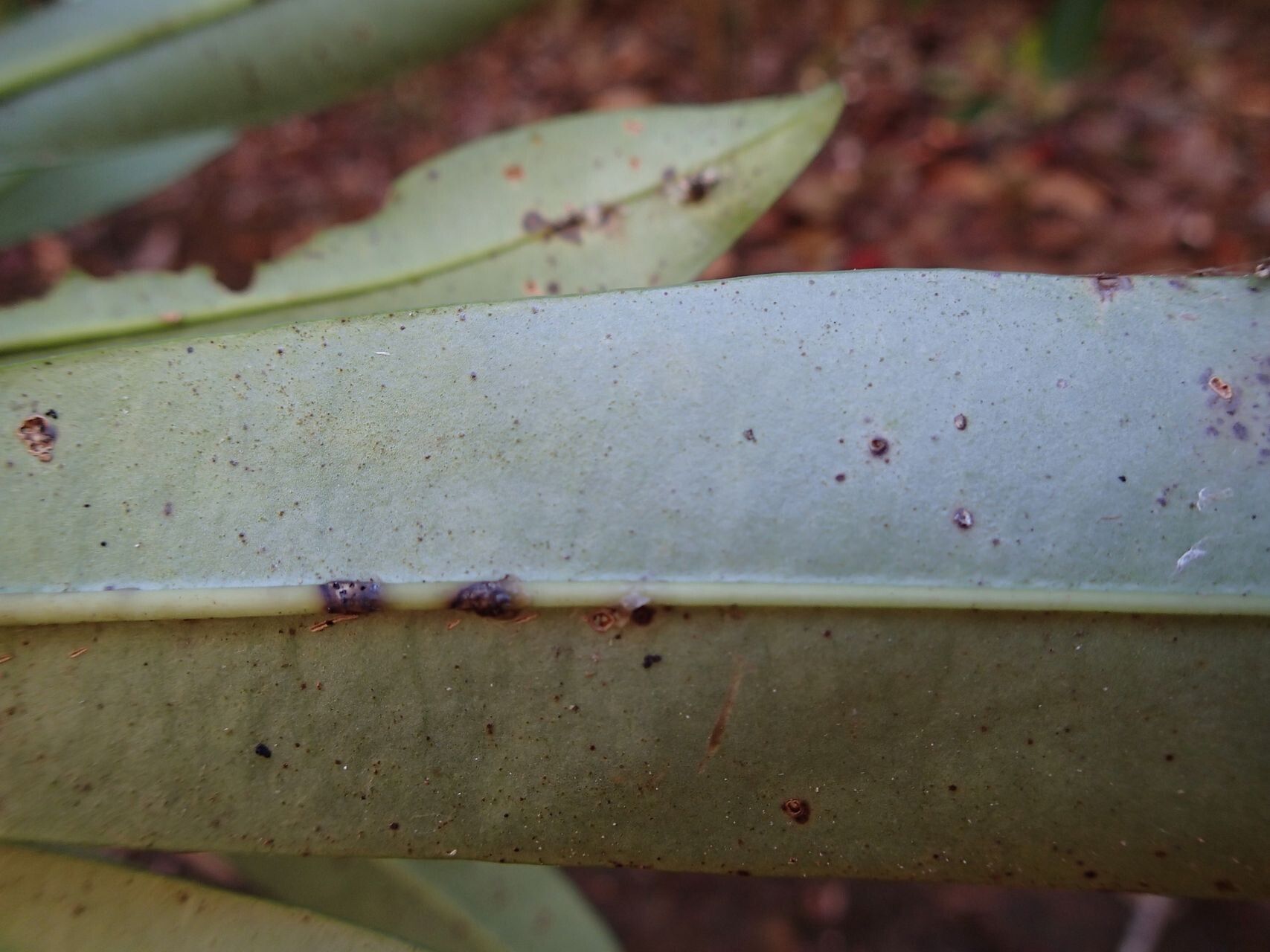 Rauvolfia balansae — related species from the same genus