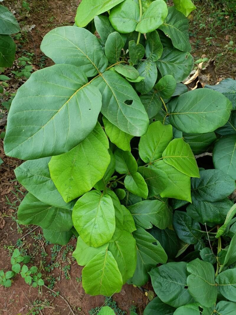 Fernandoa adenophylla leaf