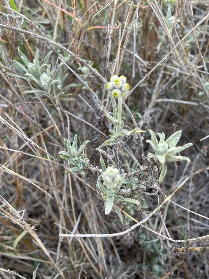 Helichrysum globosum bark
