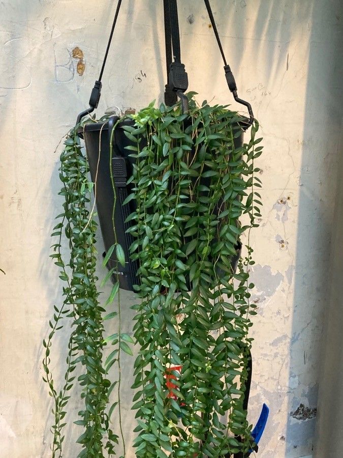 Columnea microphylla leaf