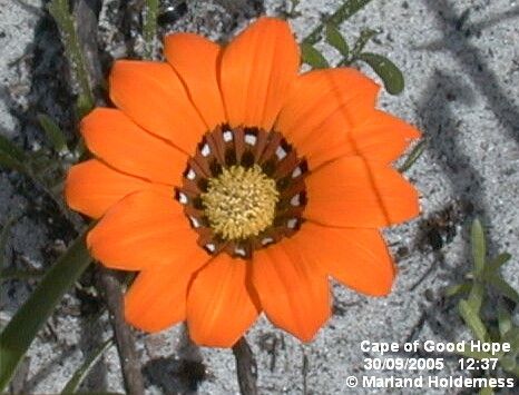 Gazania pectinata flower