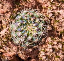 Aylostera kupperiana leaf