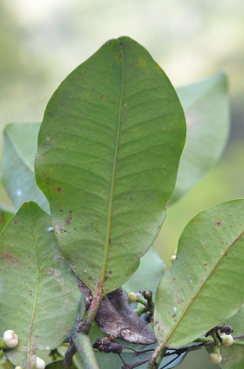 Garcinia densiflora — houseplant care guide