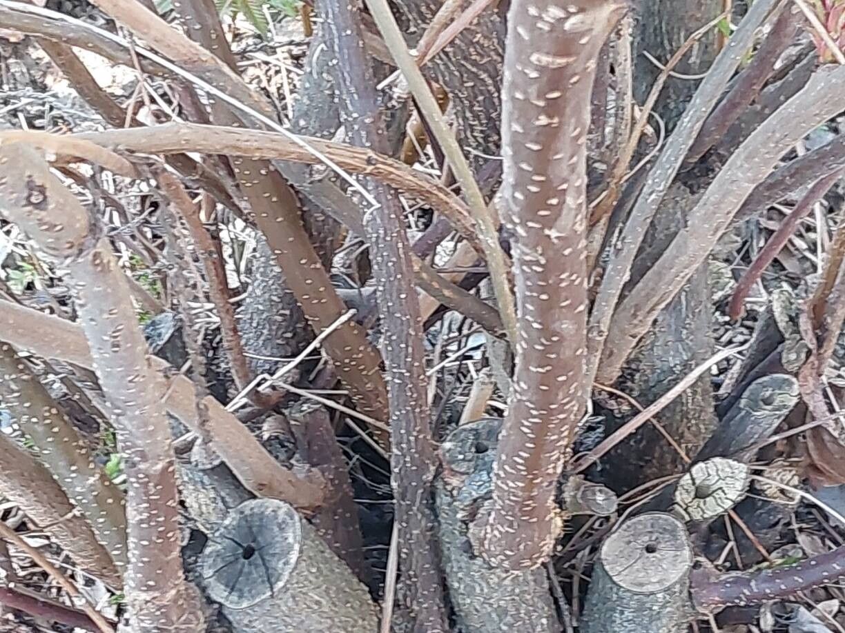Sorbaria grandiflora bark