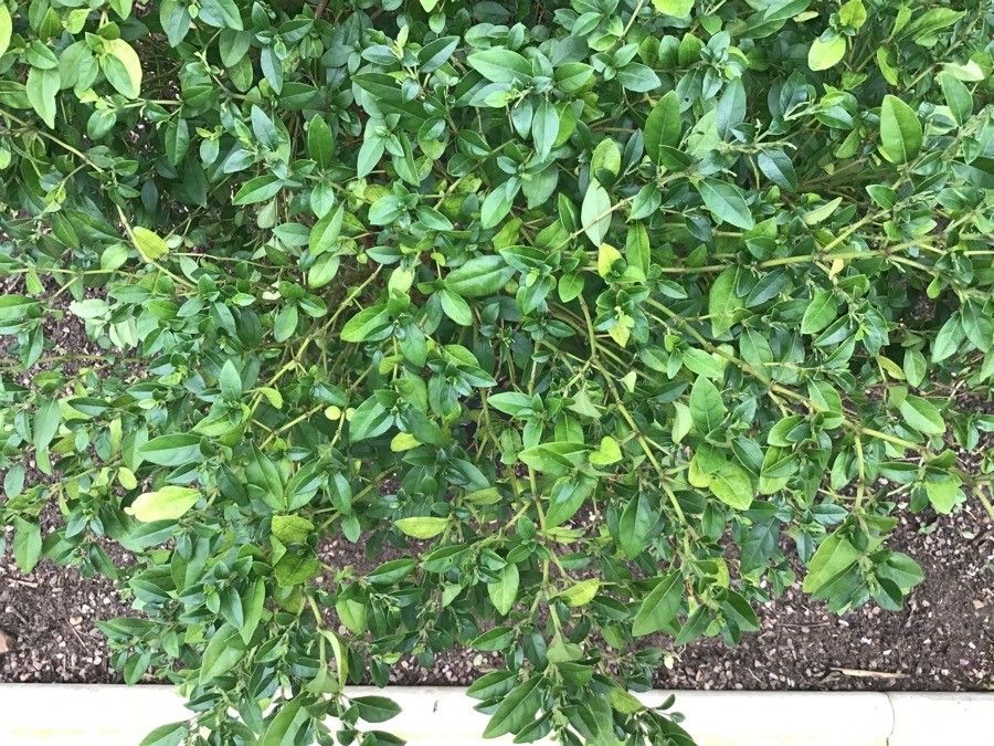 Justicia floribunda — search result for 'Justicia'