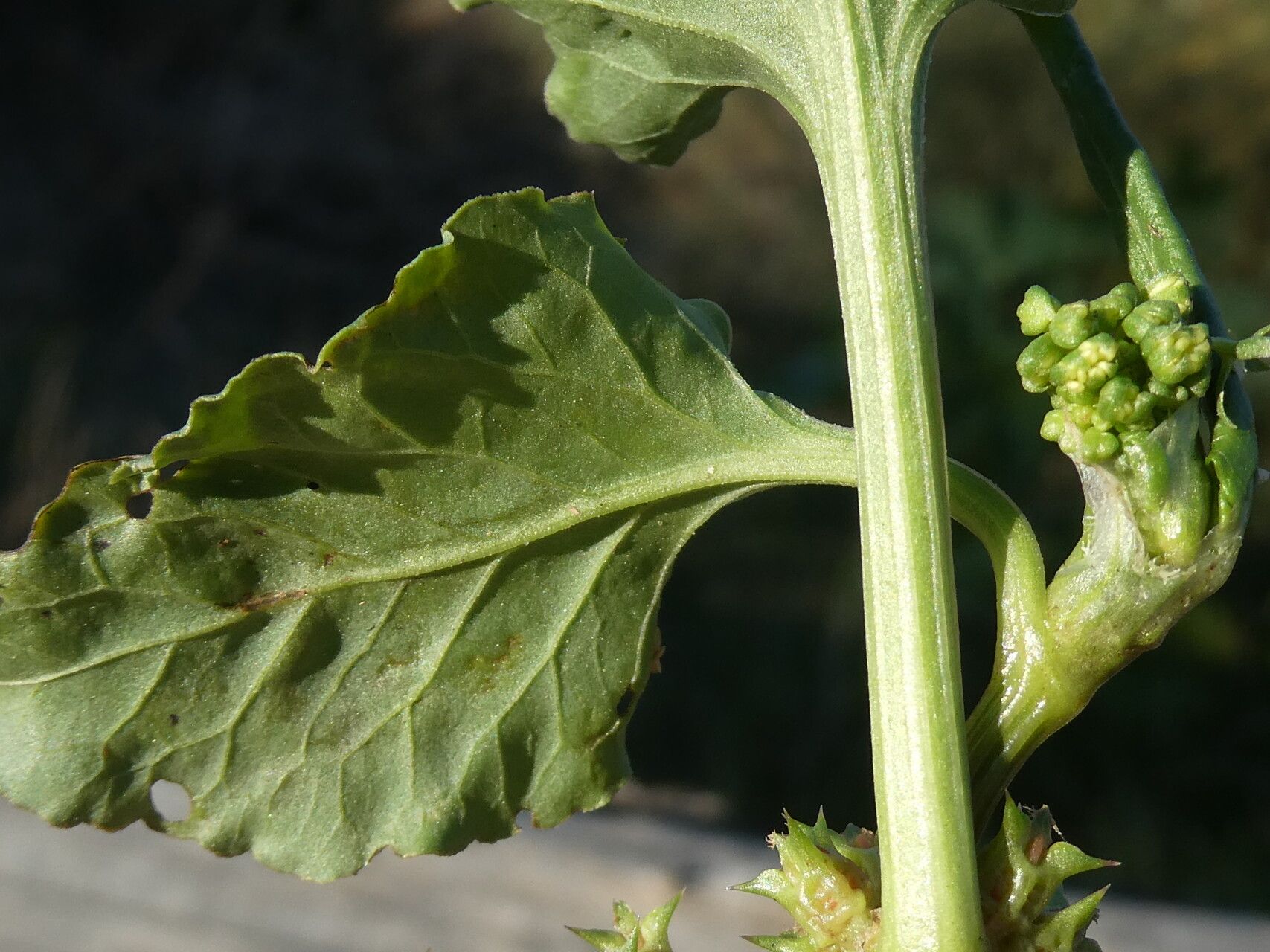 Rumex spinosus — houseplant care guide