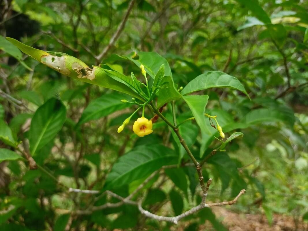 Tabernanthe iboga flower