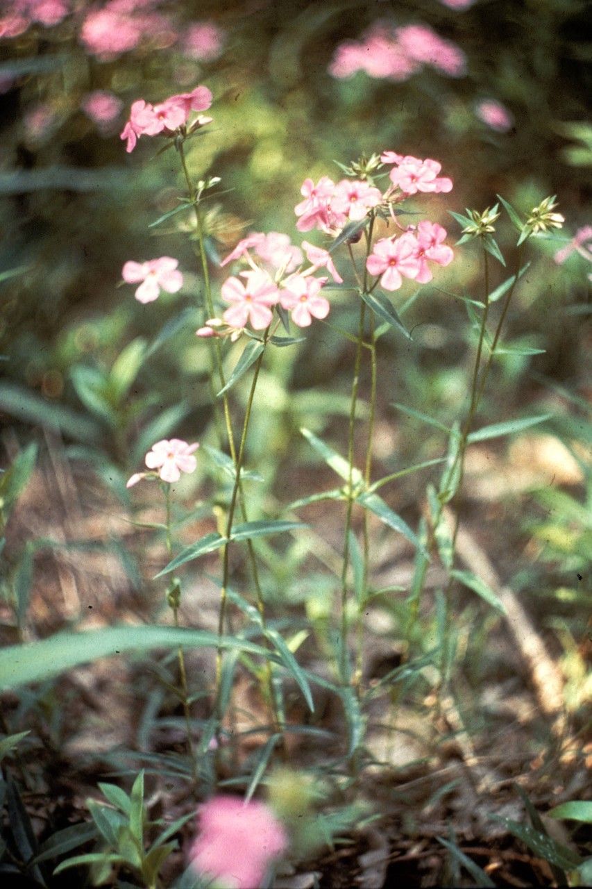 Phlox buckleyi flower