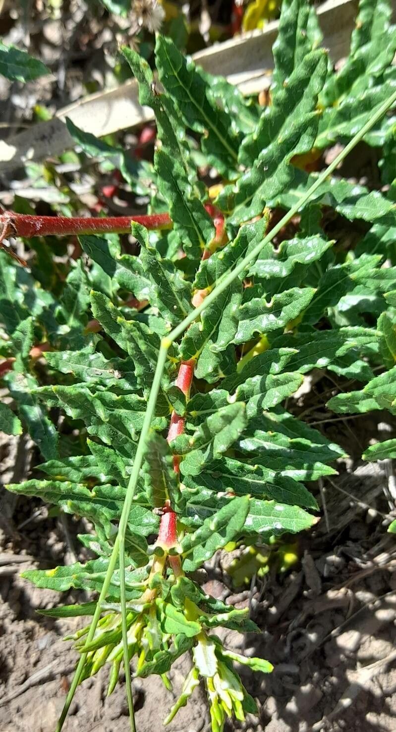 Mandevilla petraea — houseplant care guide