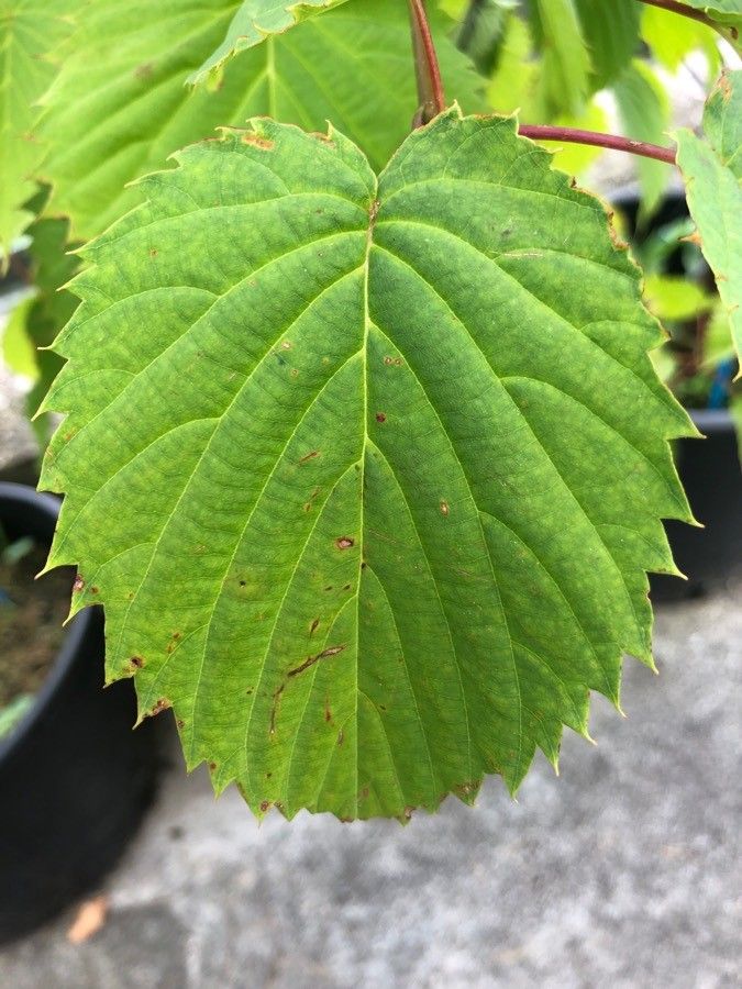 Davidia involucrata