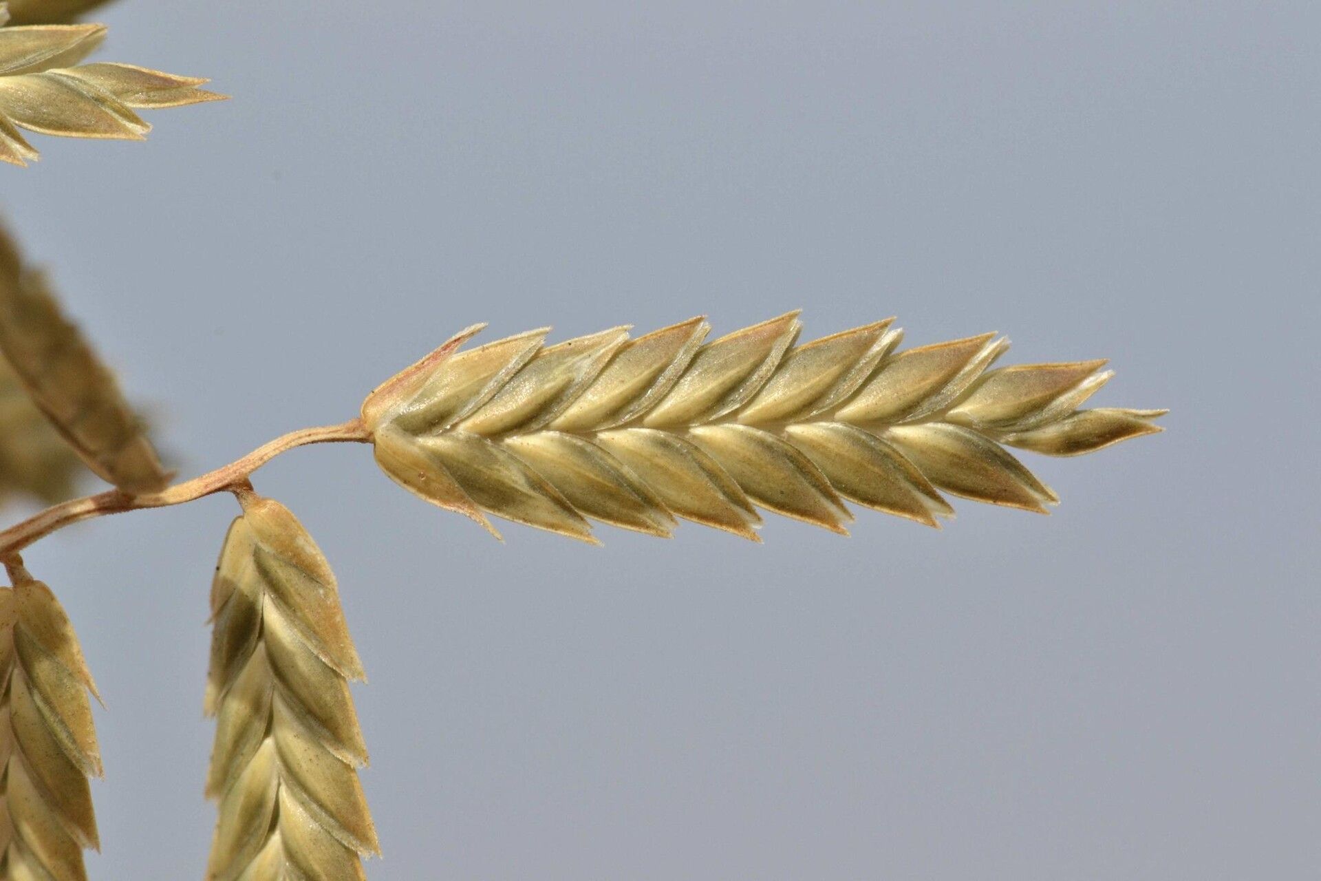 Eragrostis nindensis fruit