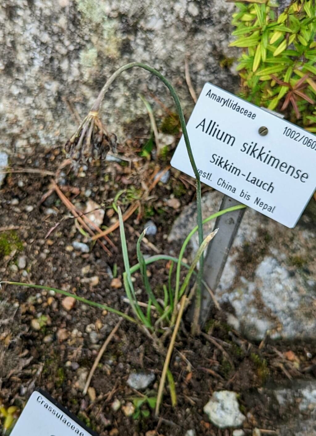Allium sikkimense habit