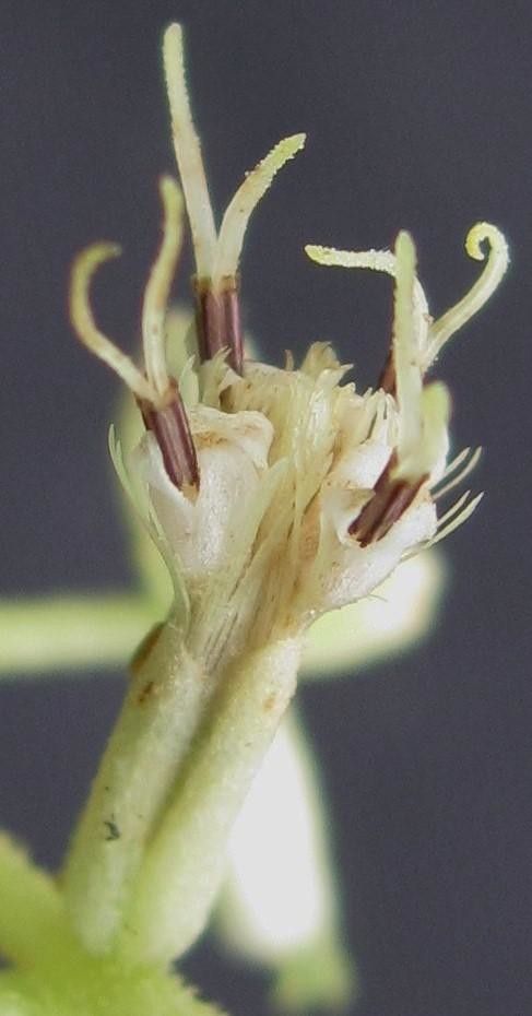 Mikania sylvatica fruit