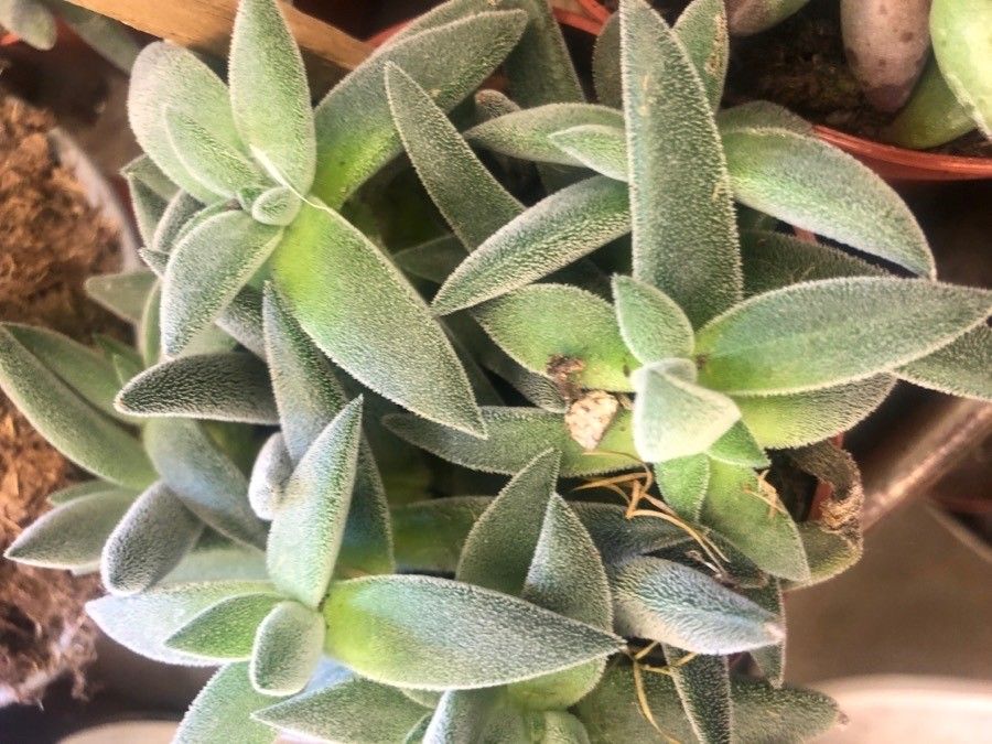 Crassula exilis — search result for 'Crassula'