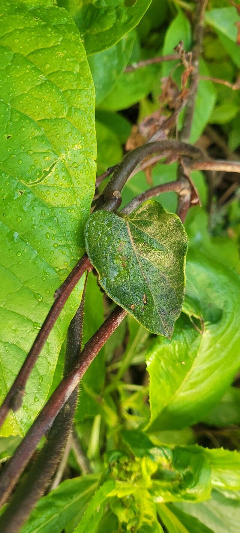 Gonolobus suberosus — houseplant care guide