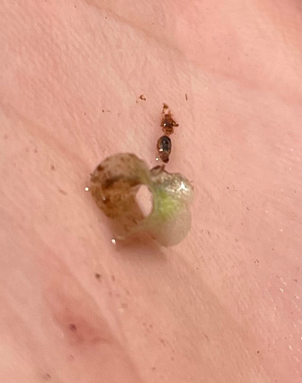 Wolffiella welwitschii — related species from the same genus