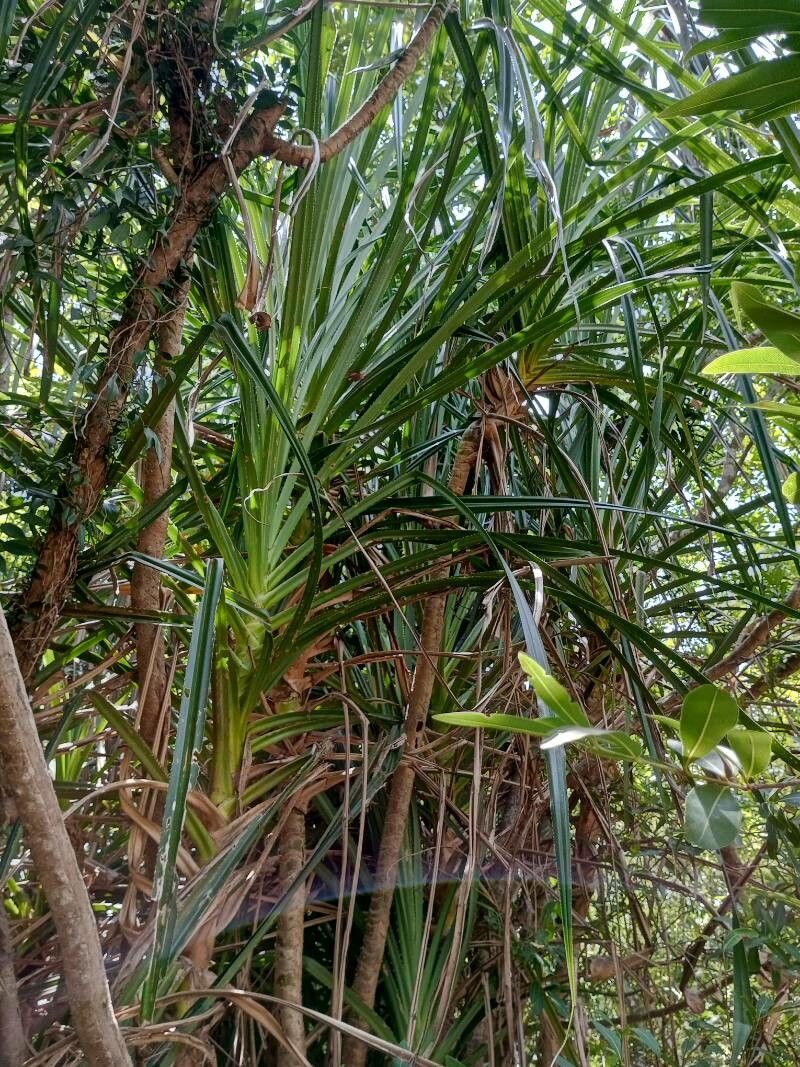 Pandanus unipapillatus — search result for 'Pandanus'