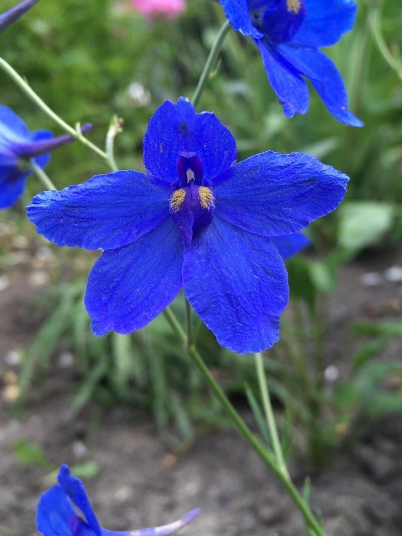 Delphinium grandiflorum flower