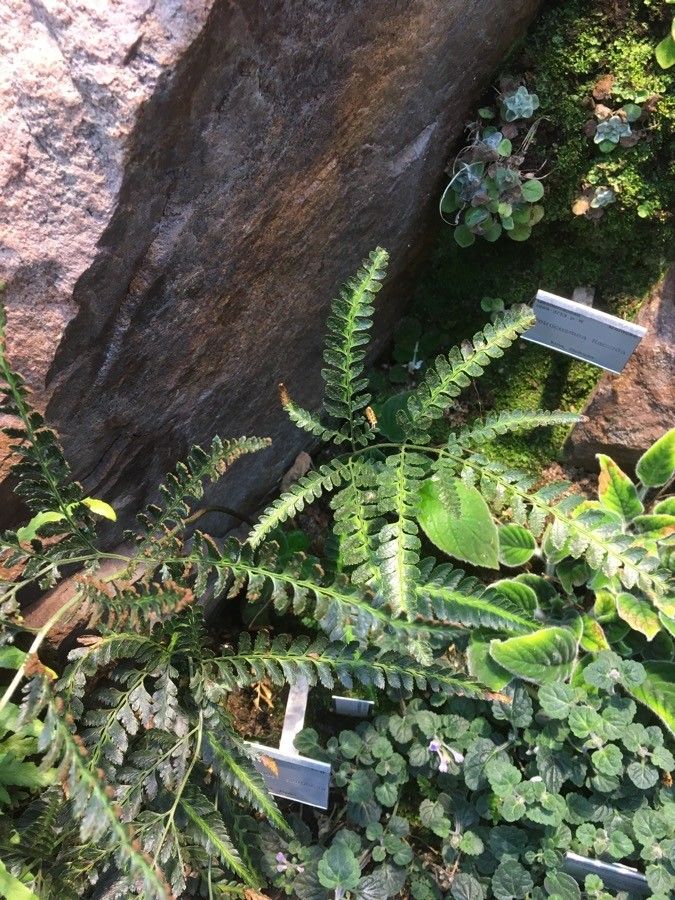 Arachniodes simplicior habit