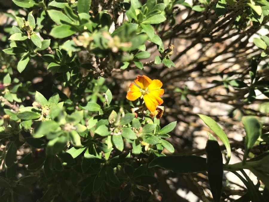 Erysimum × cheiri flower
