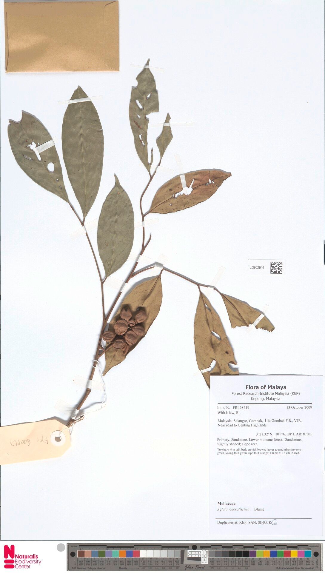 Aglaia odoratissima — houseplant care guide