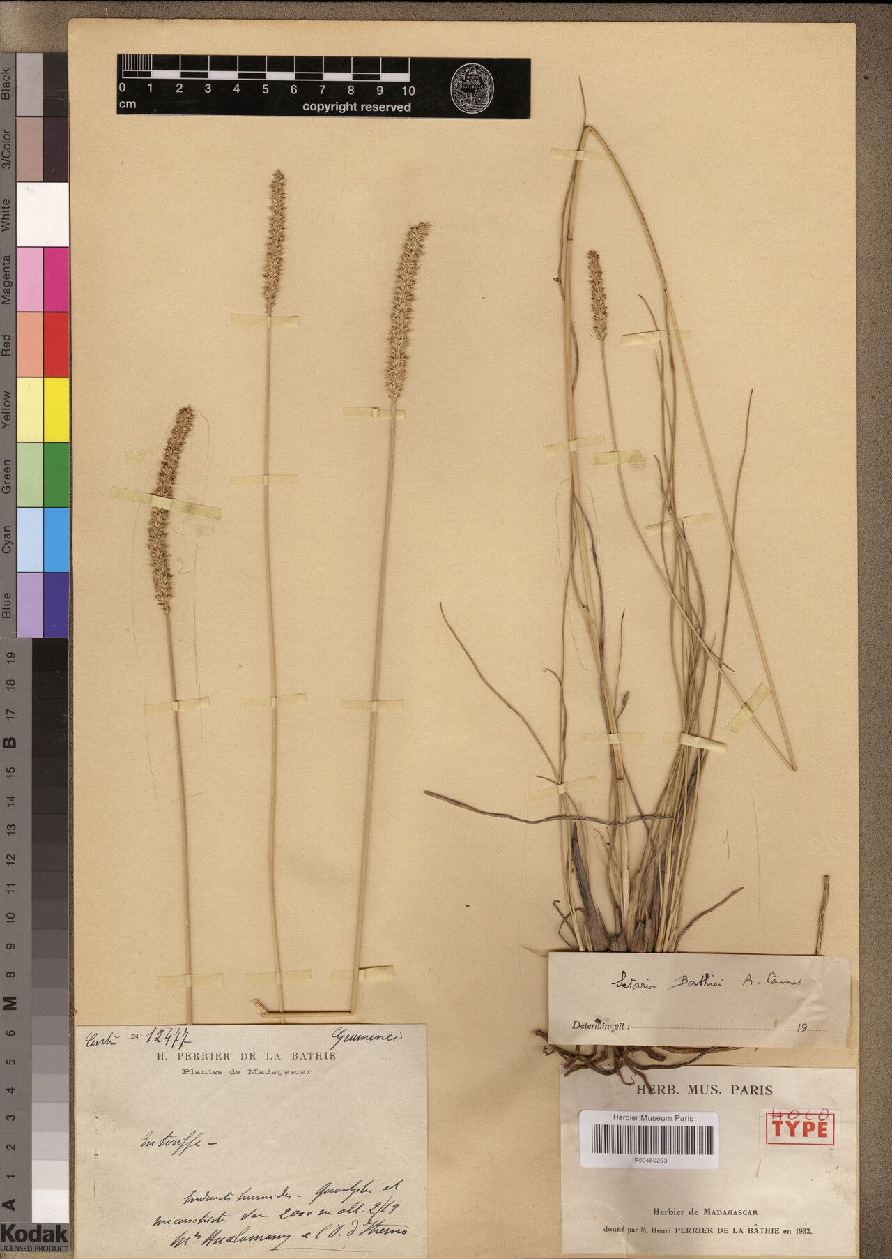 Setaria bathiei — related species from the same genus