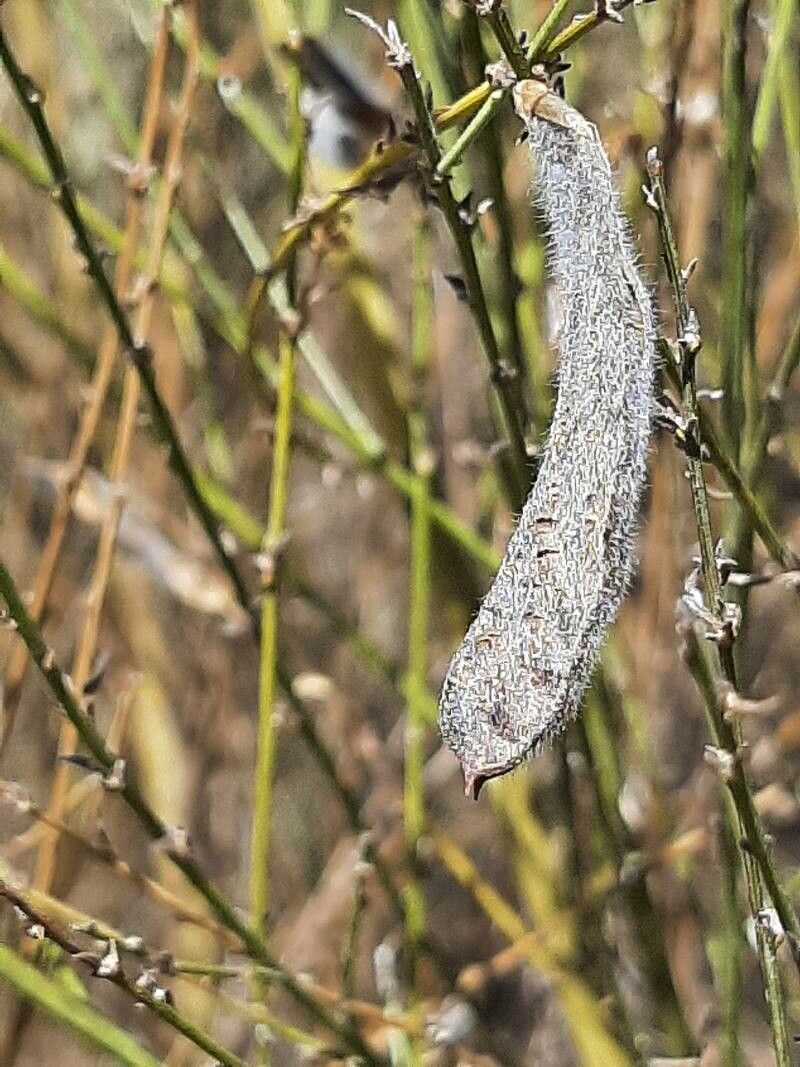 Cytisus oromediterraneus fruit