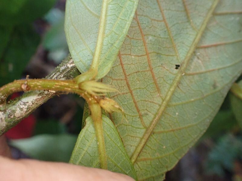 Antidesma laciniatum — houseplant care guide