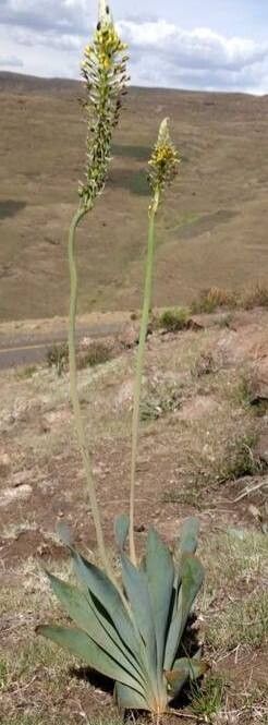 Bulbine narcissifolia habit