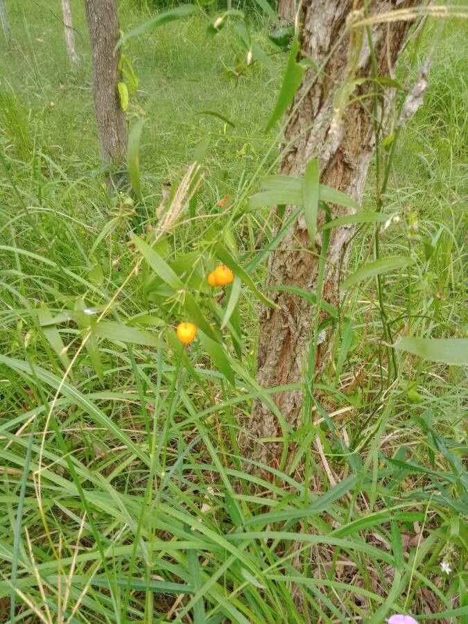 Eustrephus latifolius fruit