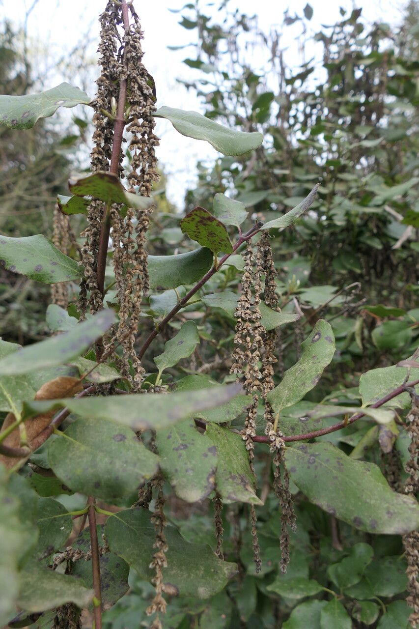 Garrya × issaquahensis flower