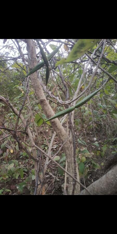 Gymnema sylvestre fruit