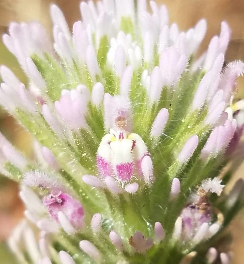 Castilleja nana flower