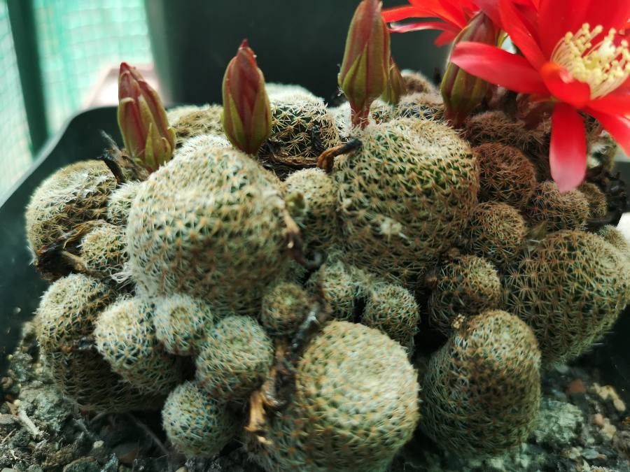 Rebutia albopectinata leaf