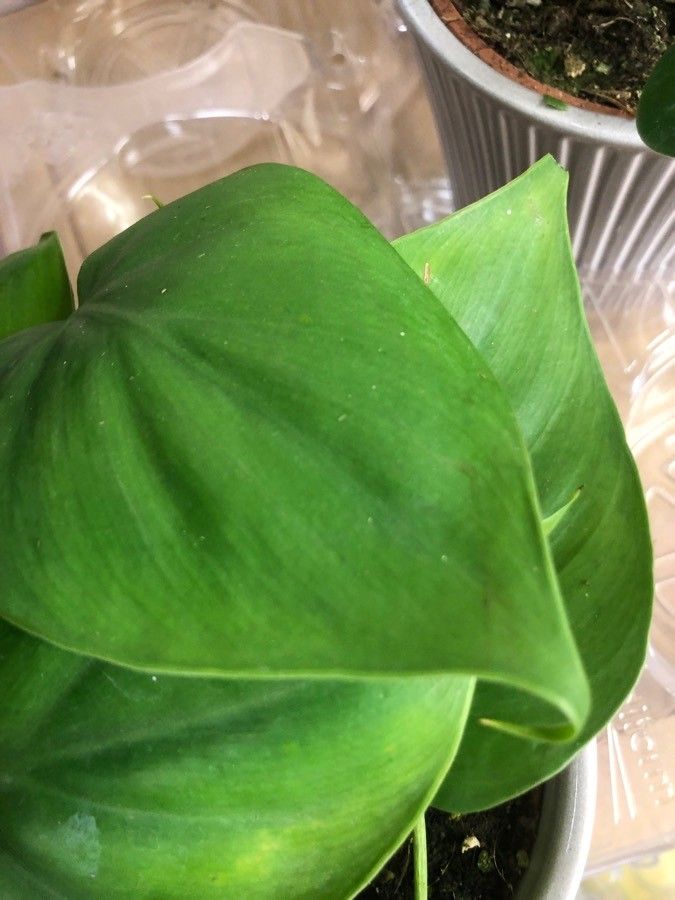 Philodendron hederaceum  var kirkbridei — search result for 'Ecuador'