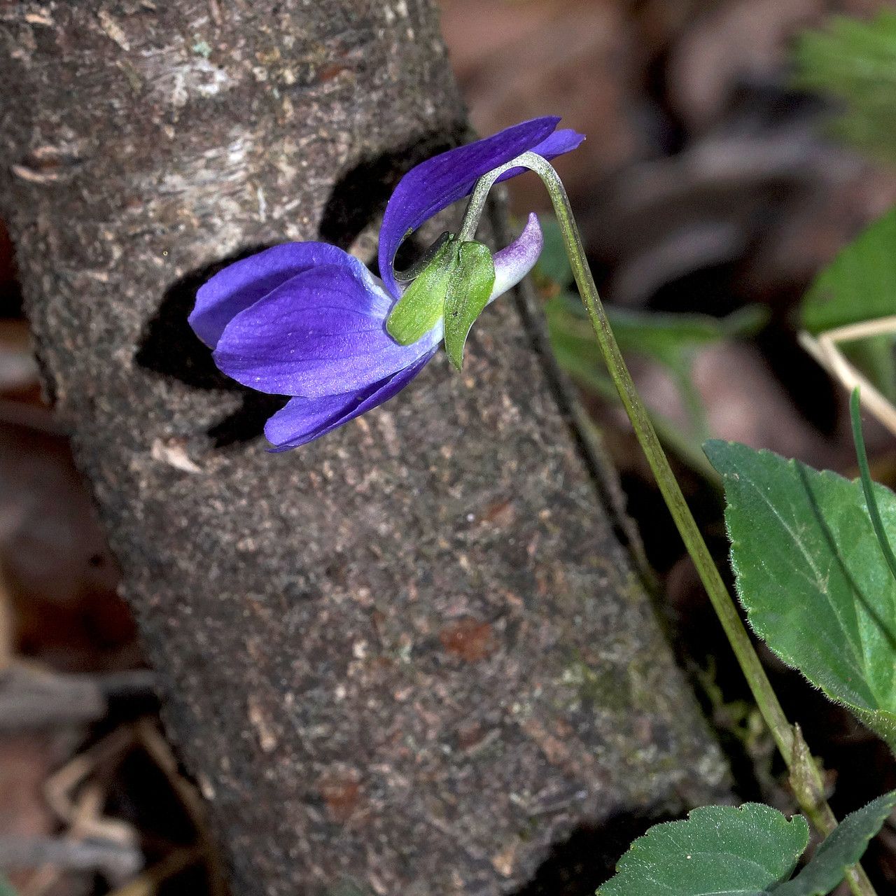 Viola suavis flower