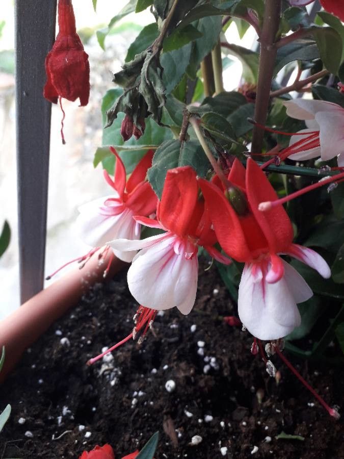 Fuchsia hybrida flower