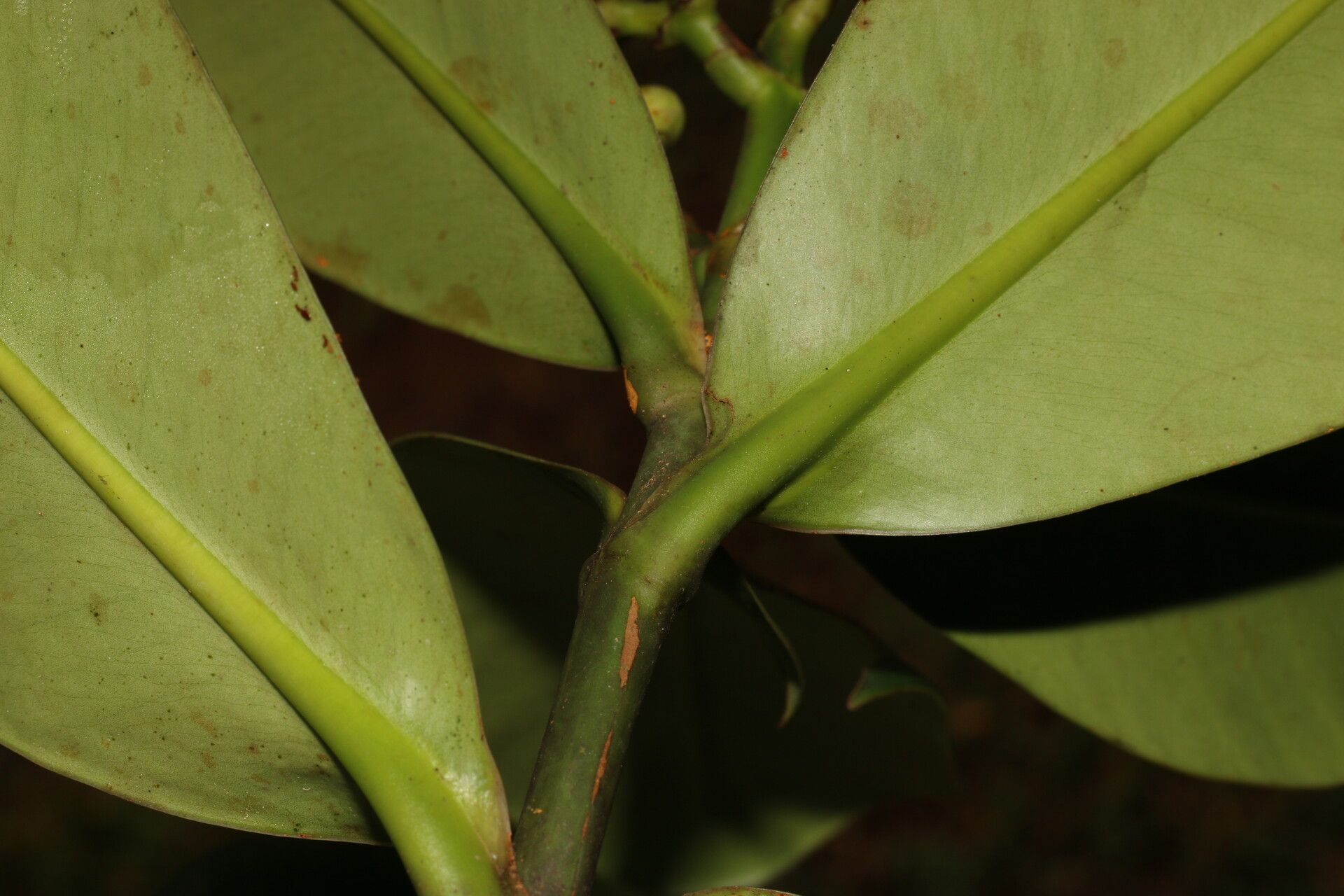 Clusia stenophylla leaf