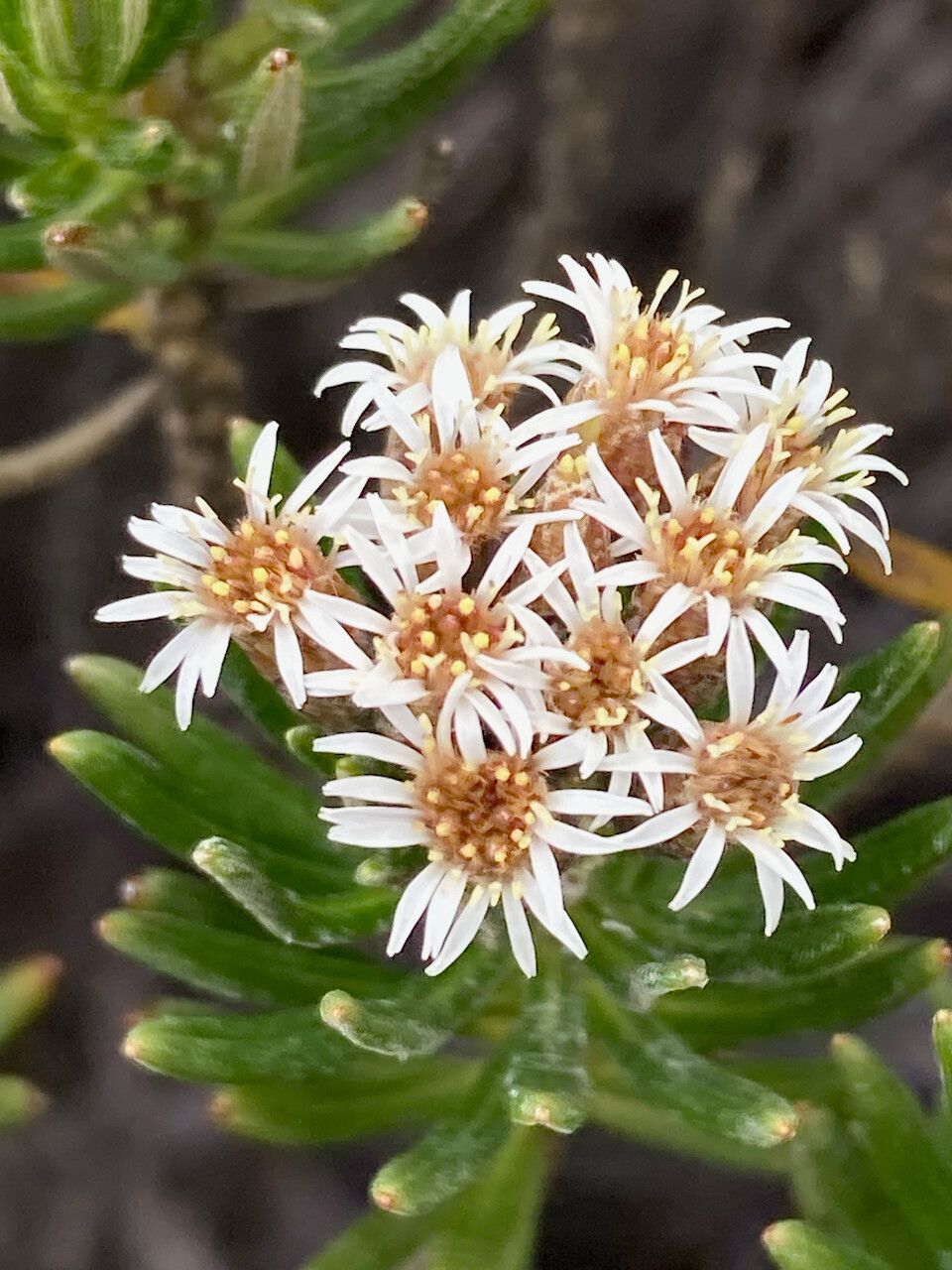 Diplostephium glutinosum flower