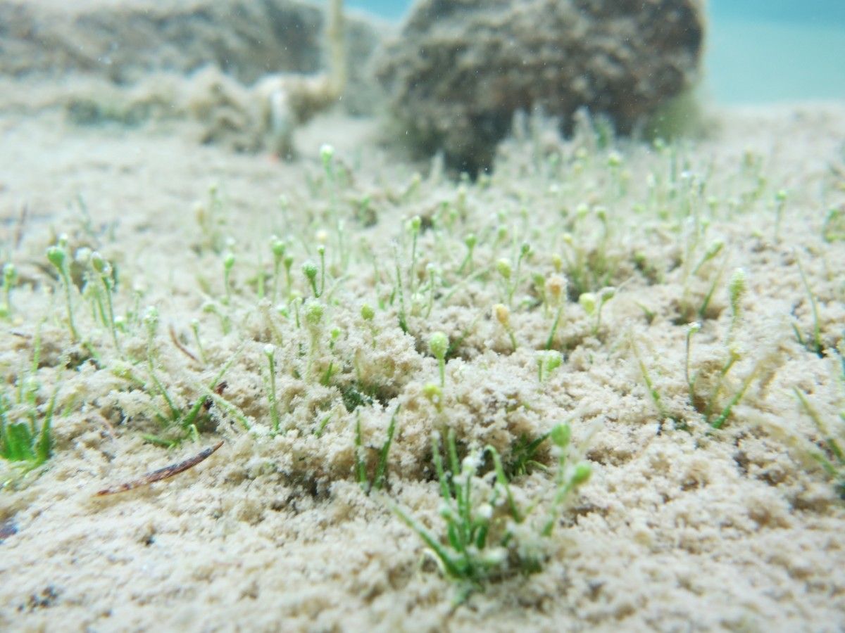 Subularia aquatica habit